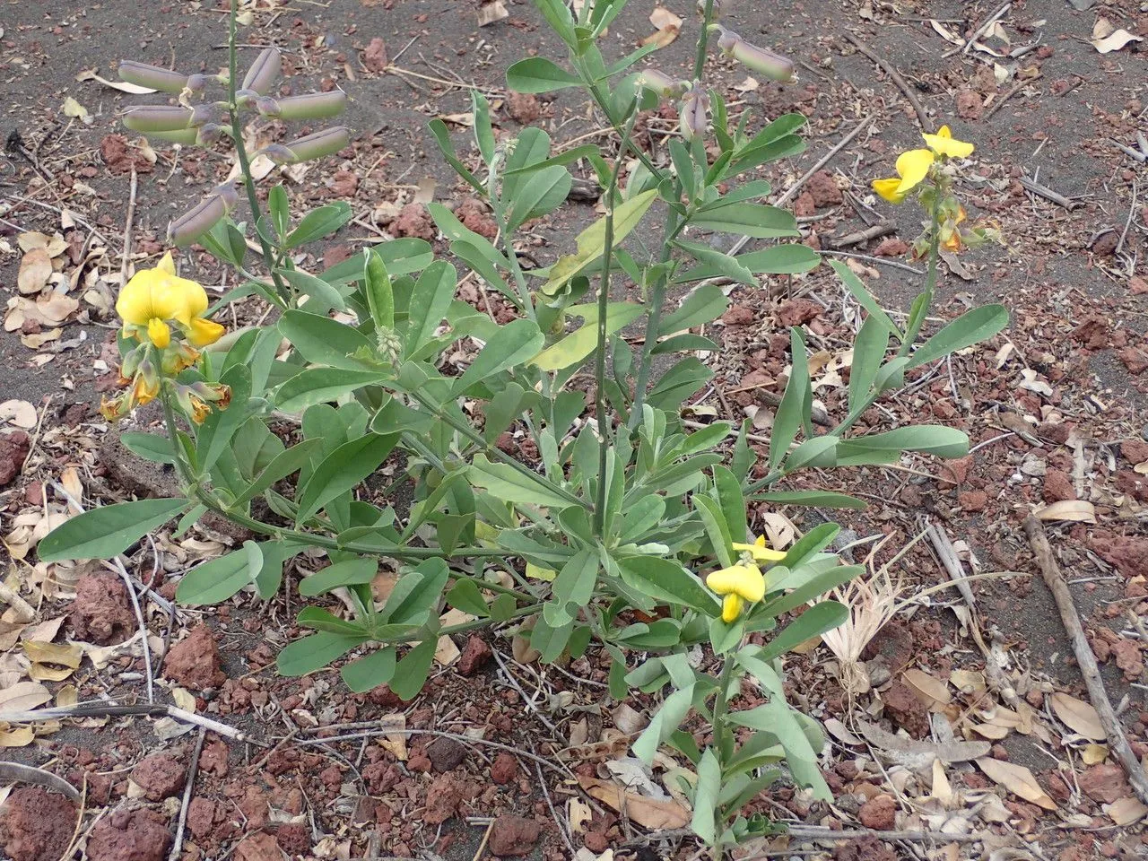 Rattlebox (Crotalaria retusa, Sp. Pl.: 715 (1753))