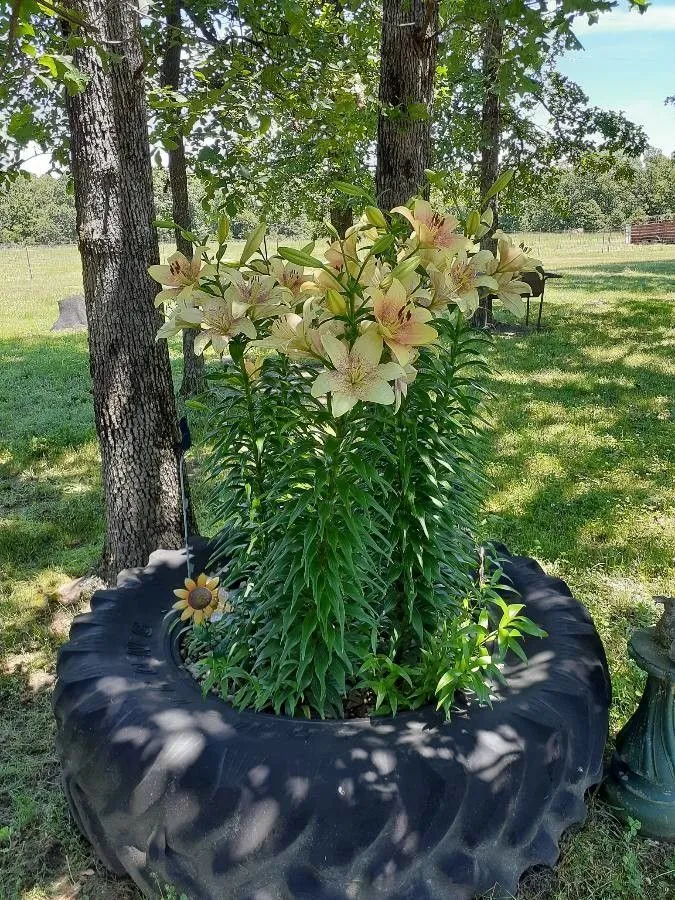 Madonna lily (Lilium candidum, Sp. Pl.: 302 (1753))