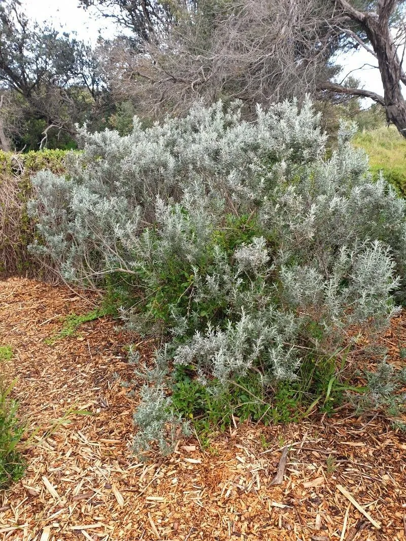 Coast daisy-bush (Olearia axillaris, Fl. Austral. 3: 475 (1867))