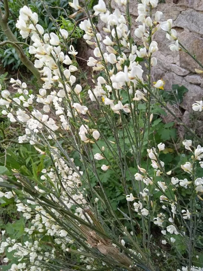 White spanish broom (Cytisus multiflorus, Hort. Brit.: 112 (1826))