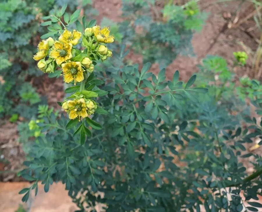 Fringed rue (Ruta chalepensis, Mant. Pl.: 69 (1767))