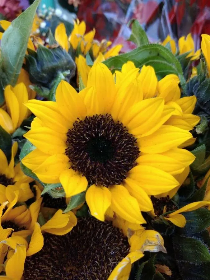 Plains sunflower (Helianthus petiolaris, J. Acad. Nat. Sci. Philadelphia 2: 115 (1821))