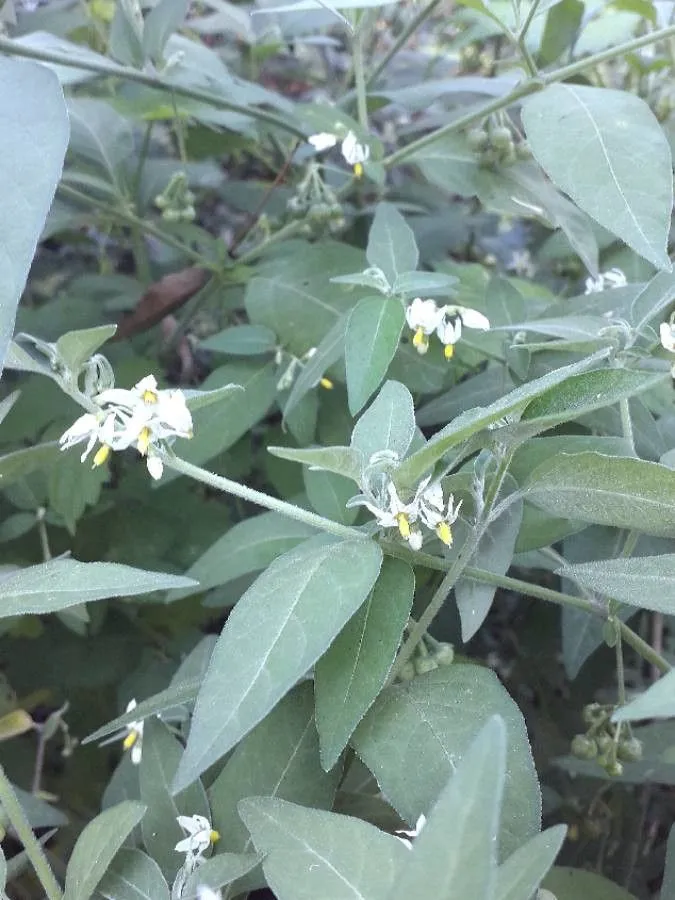 Tall nightshade (Solanum chenopodioides, Tabl. Encycl. 2: 18 (1794))