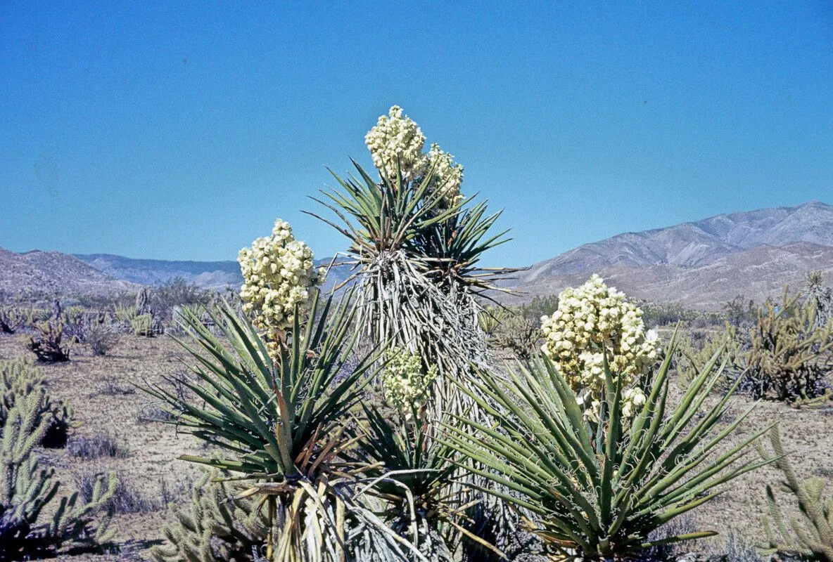 Mohave yucca (Yucca schidigera, Gartenflora 20: 110 (1871))