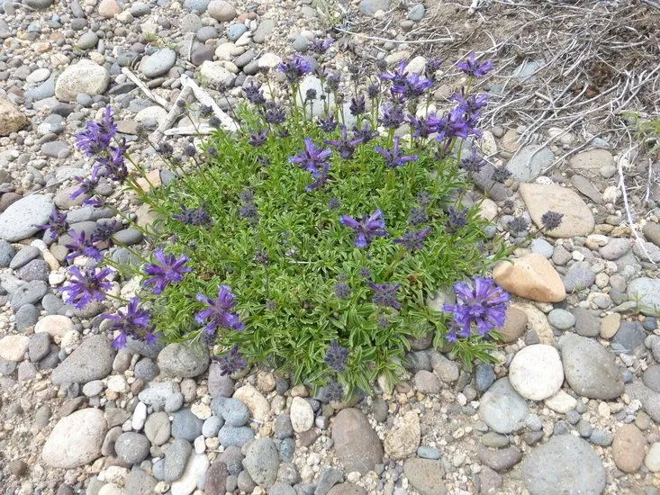 Small-flower penstemon (Penstemon procerus, Edinburgh New Philos. J. 7:348. 1829)