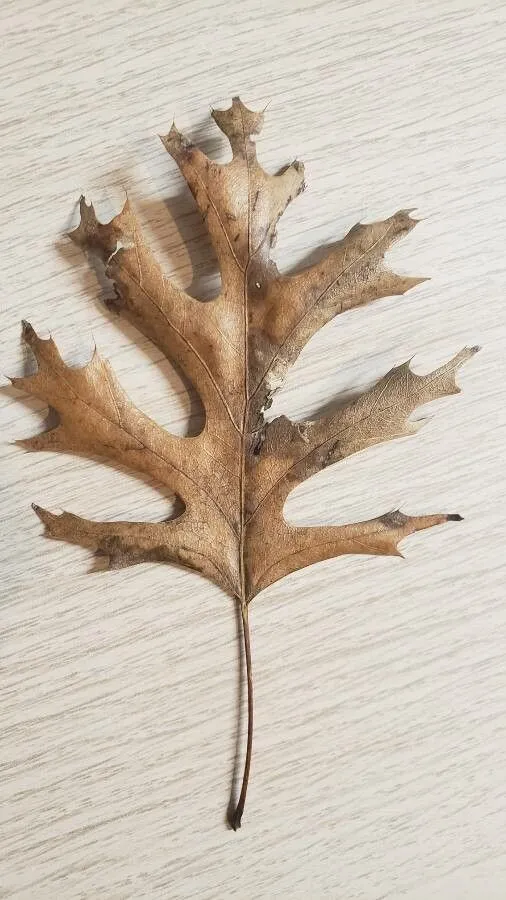 Catesby’s oak (Quercus laevis, Fl. Carol.: 234 (1788))