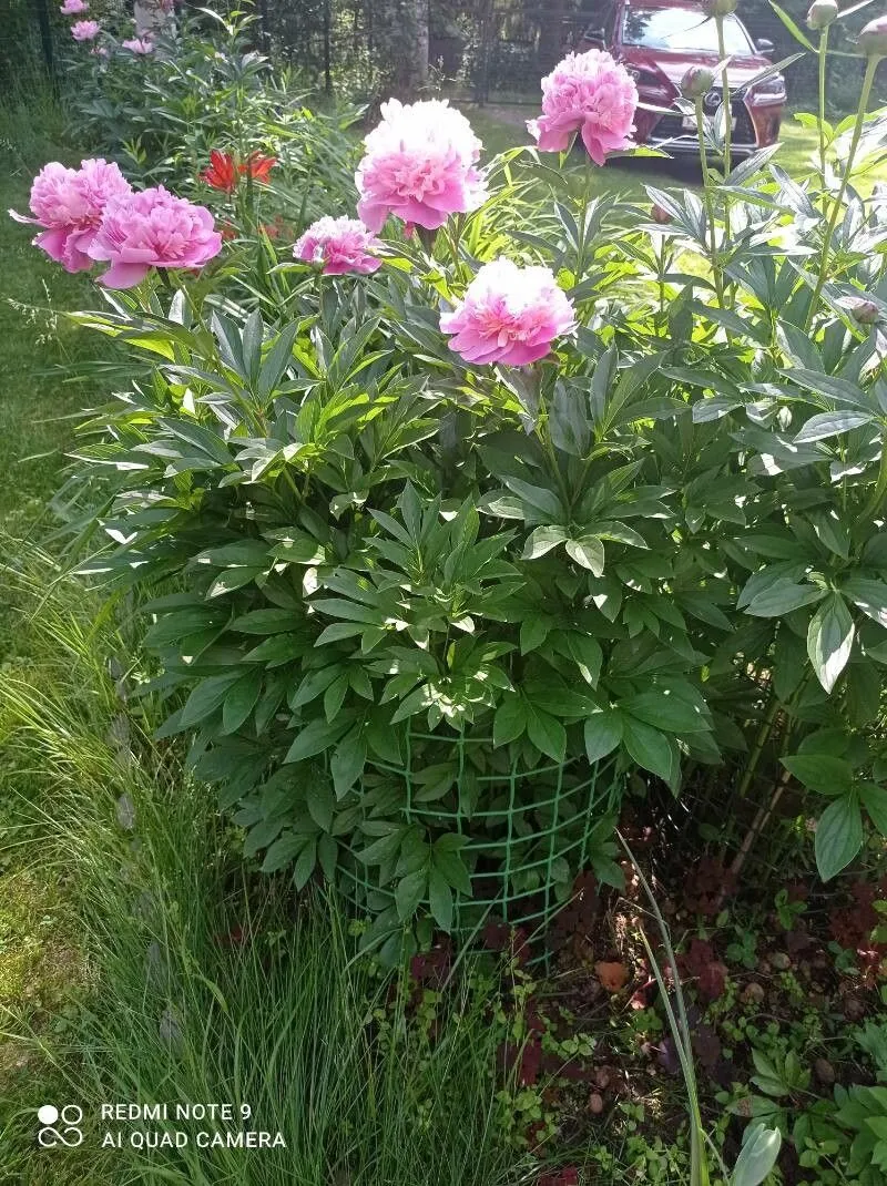 Common garden peony (Paeonia lactiflora, Reise Russ. Reich. 3: 286 (1776))