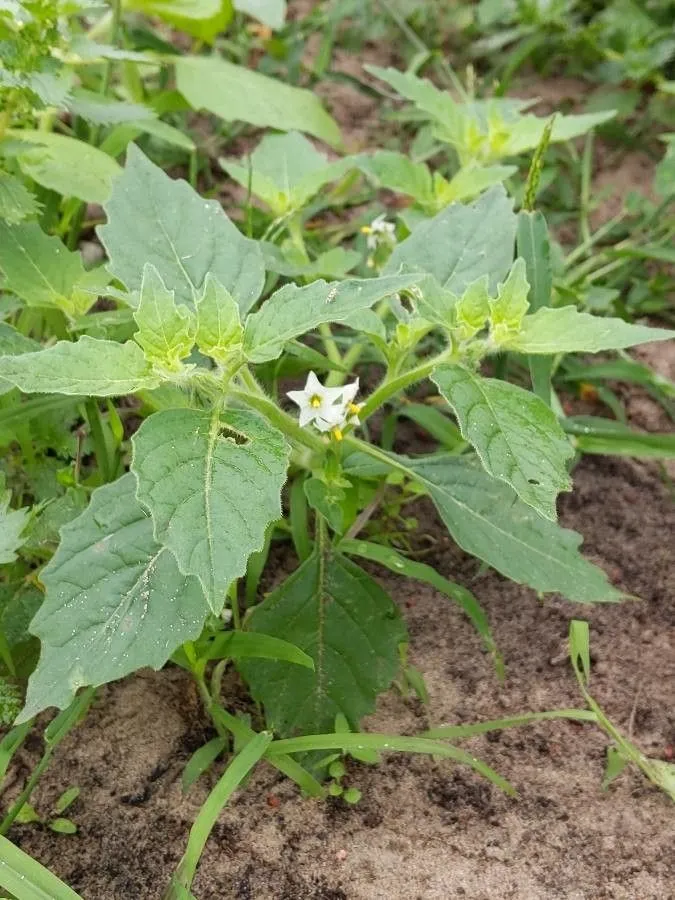 Argentine nightshade (Solanum physalifolium, Mem. Torrey Bot. Club 6: 88 (1896))