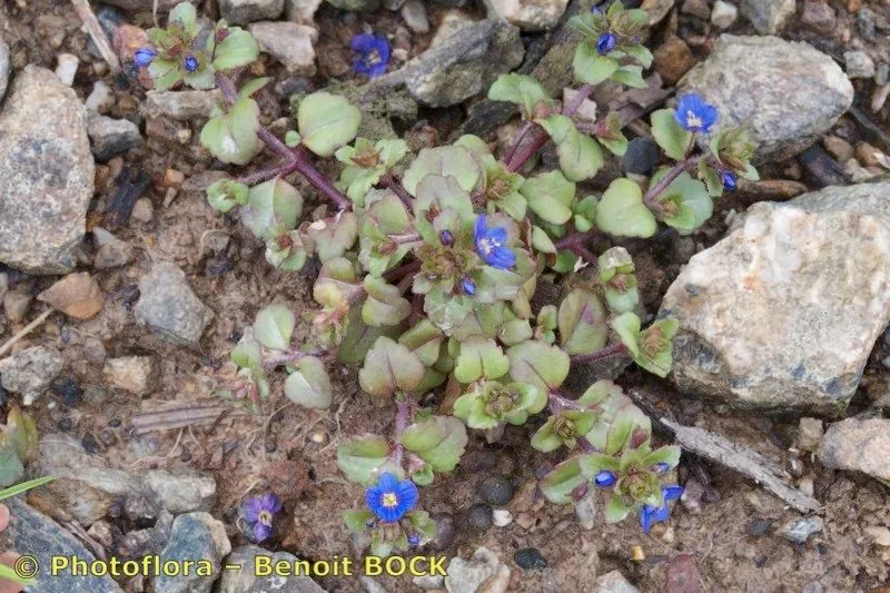 French speedwell (Veronica acinifolia, Sp. pl. ed. 2, 1:19. 1762)