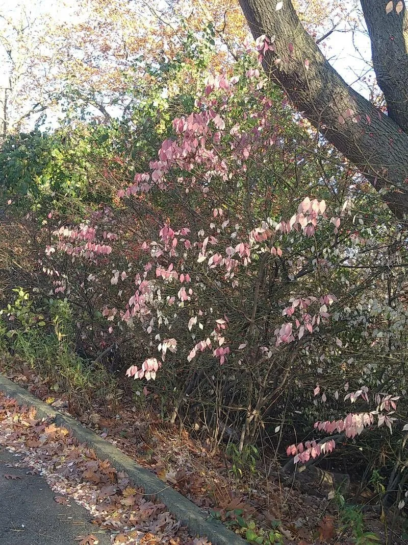 Burningbush (Euonymus alatus, Verh. Batav. Genootsch. Kunsten 12: 49 (1830))