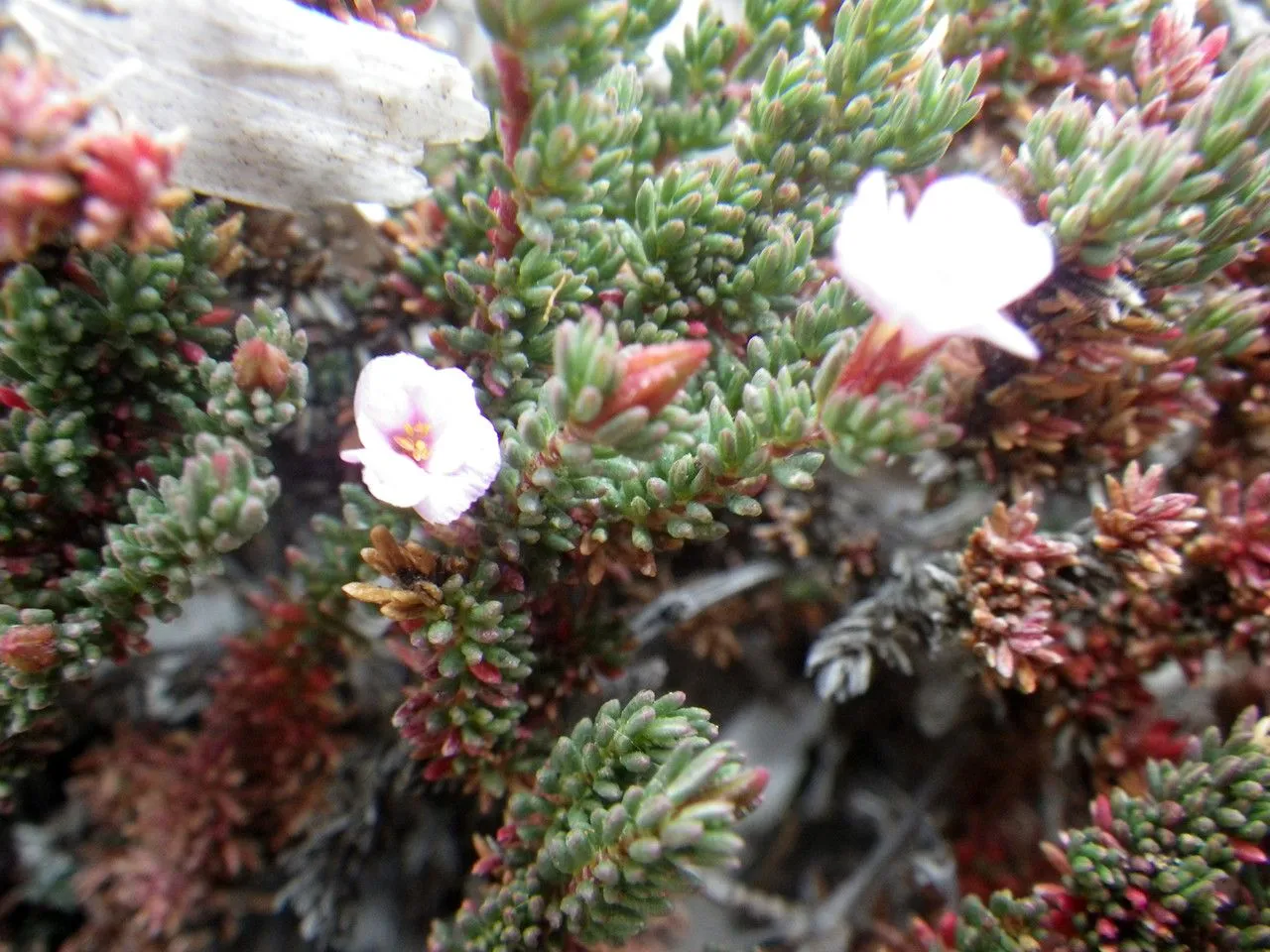 Sea-heath (Frankenia laevis, Sp. Pl.: 331 (1753))