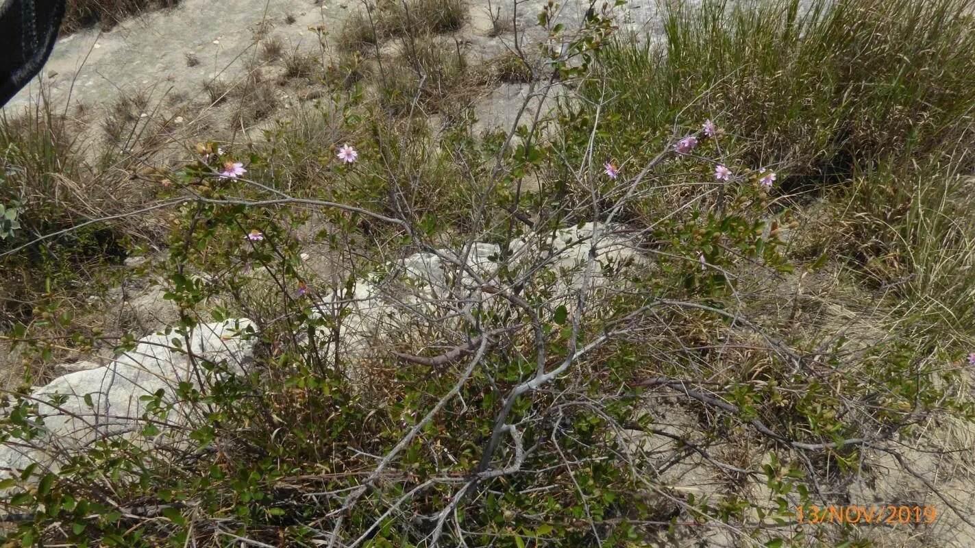 Sand-aster (Corethrogyne filaginifolia, Trans. Amer. Philos. Soc., ser. 2, 7: 290 (1840))