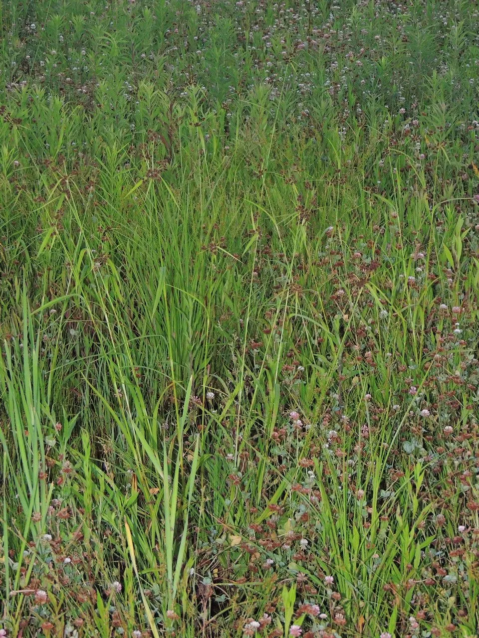 Black bulrush (Scirpus atrovirens, Enum. Pl.: 79 (1809))