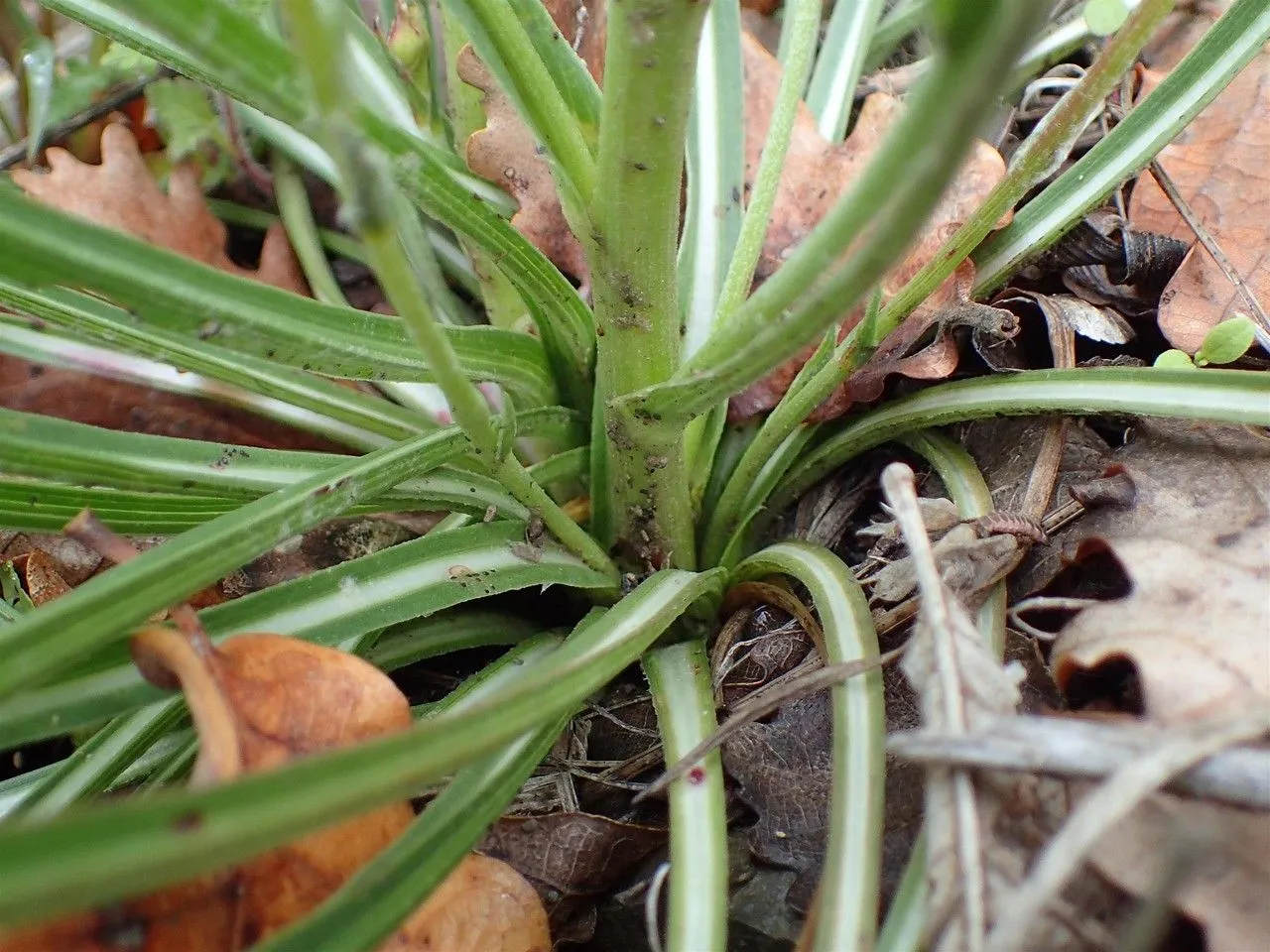 Black-salsify (Scorzonera hispanica, Sp. Pl.: 791 (1753))