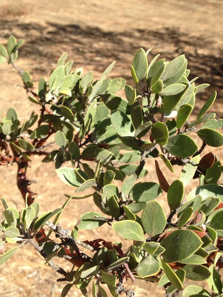 Mexican manzanita (Arctostaphylos pungens, F.W.H.von Humboldt, A.J.A.Bonpland & C.S.Kunth, Nov. Gen. Sp. 3: 278 (1819))