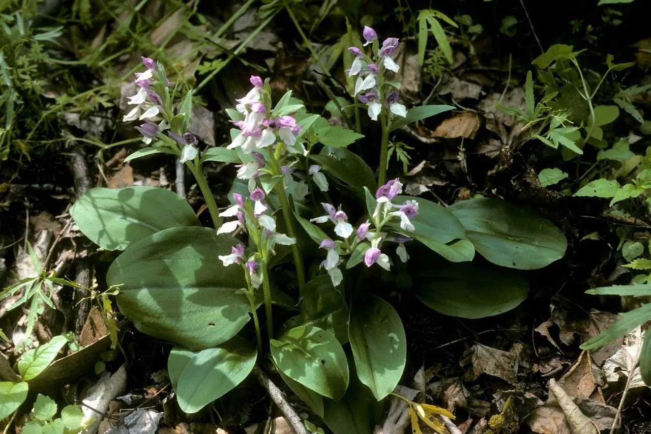 Showy orchid (Galearis spectabilis, Herb. Raf.: 72 (1833))