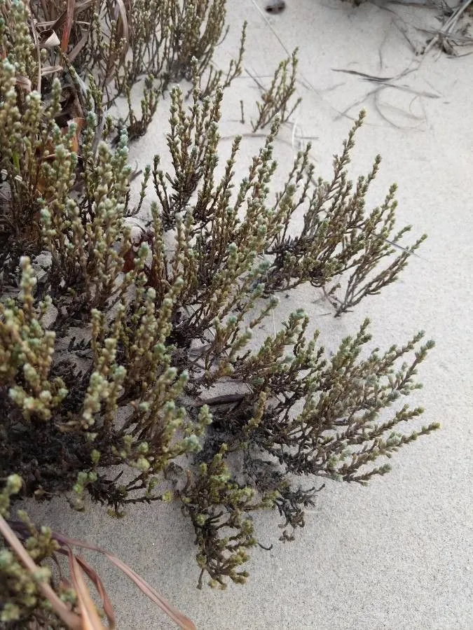 Beach-heath (Hudsonia tomentosa, Gen. N. Amer. Pl. 2: 5 (1818))