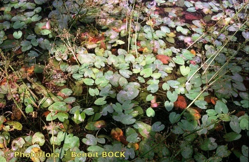 Parnassus-leaved water plantain (Caldesia parnassifolia, Fl. Ital. 3: 599 (1860))