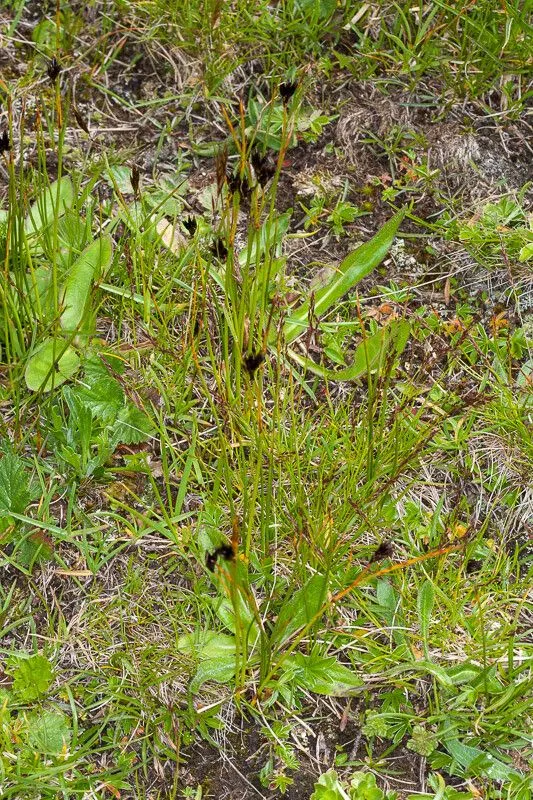 Jacquin’s rush (Juncus jacquinii, Syst. Nat. ed. 10, 2: 251 (1767))