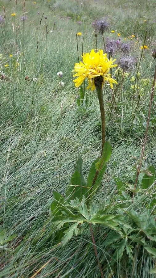 Costolina alpina (Hypochaeris uniflora, Prosp. Hist. Pl. Dauphiné: 37 (1779))