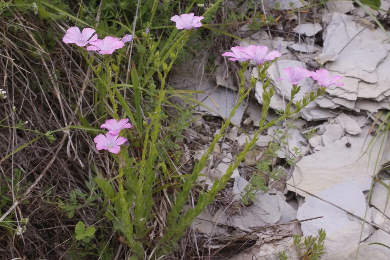 Sticky flax (Linum viscosum, Sp. Pl. ed. 2: 398 (1762))