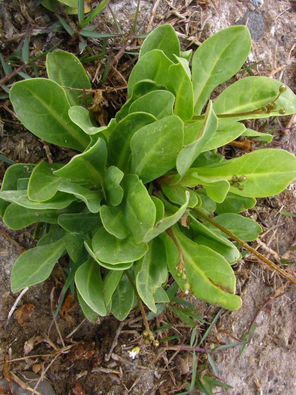 Limewater brookweed (Samolus ebracteatus, F.W.H.von Humboldt, A.J.A.Bonpland & C.S.Kunth, Nov. Gen. Sp. 2: t. 129 (1817))