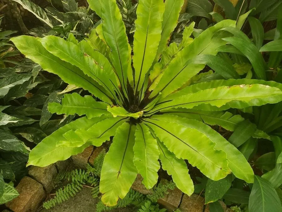 Bird’s-nest fern (Asplenium nidus, Sp. Pl.: 1079 (1753))