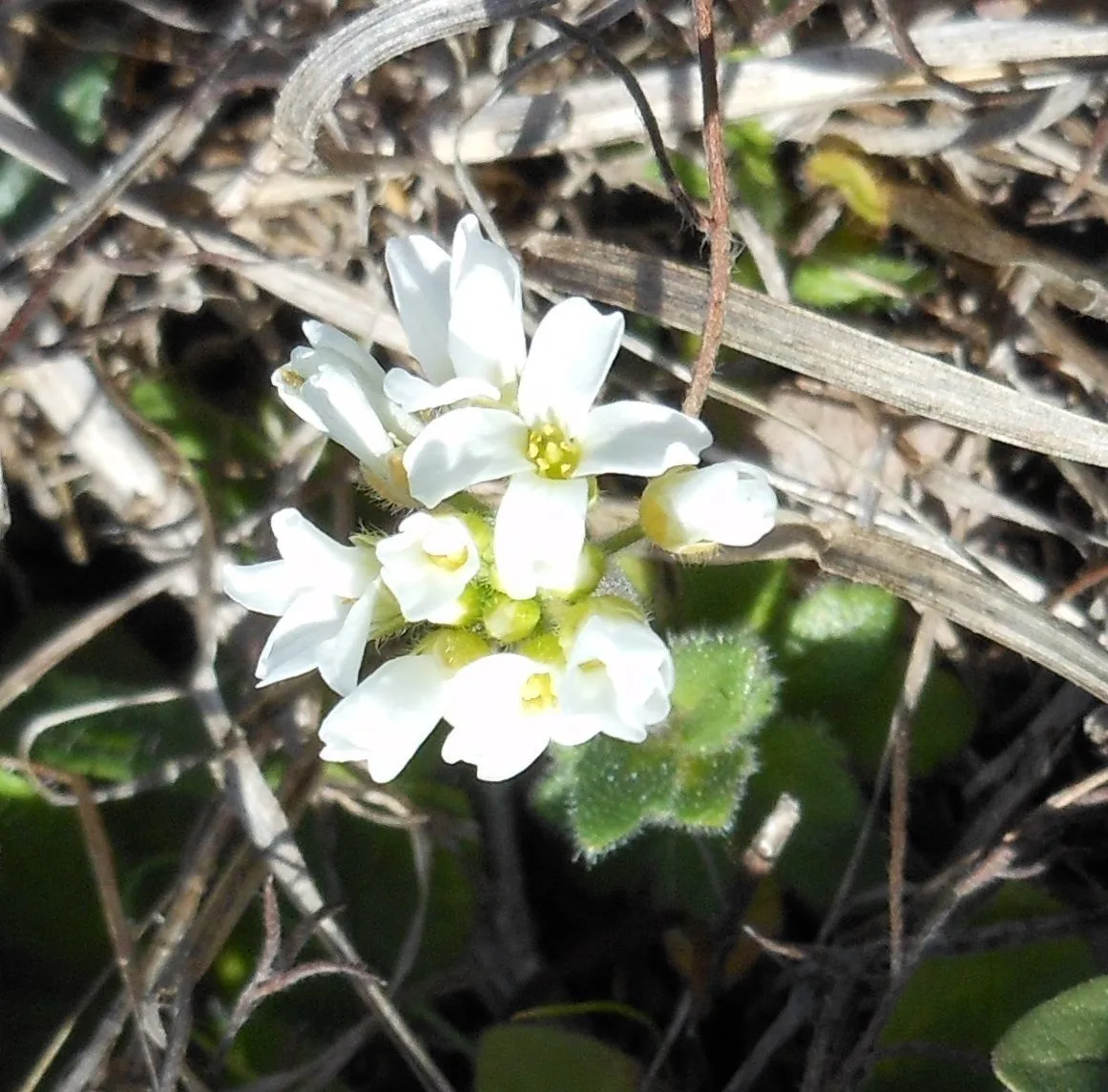 Wedgeleaf draba (Tomostima cuneifolia, Taxon 61: 951 (2012))