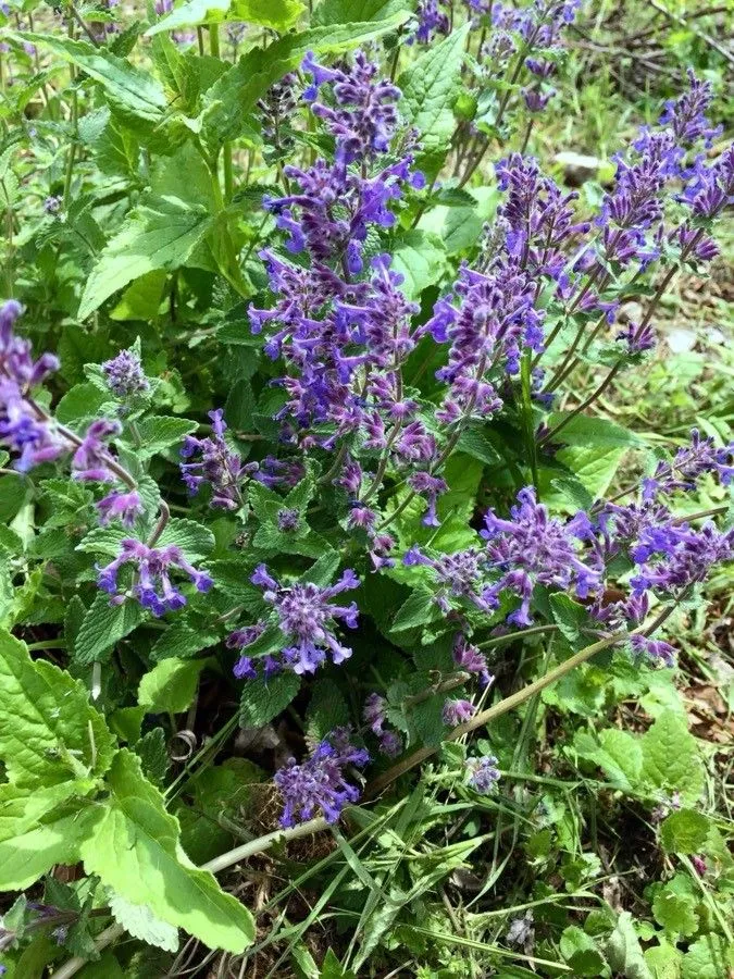 Raceme catnip (Nepeta racemosa, Encycl. 1: 711 (1785))