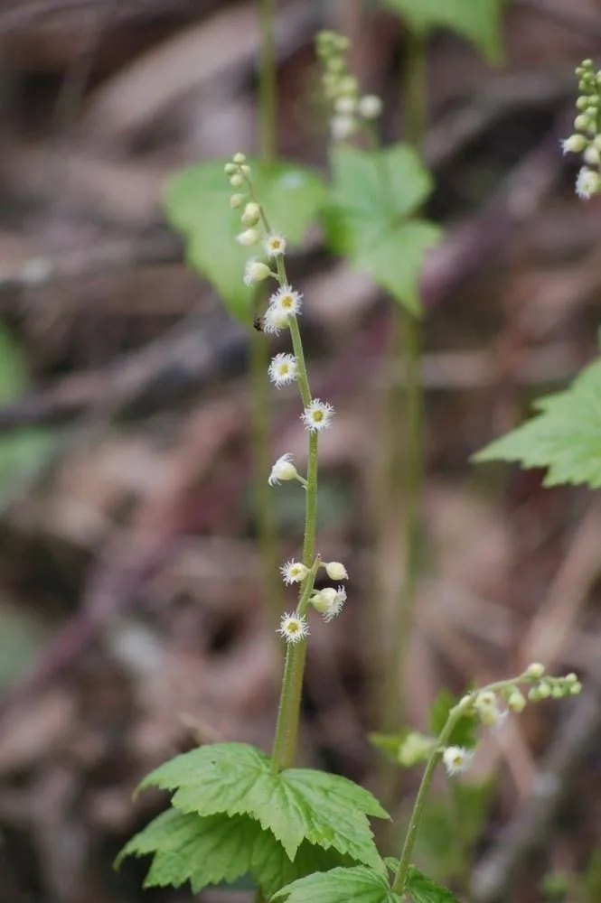 Bishop’s-cap (Mitella diphylla, Sp. Pl.: 406 (1753))