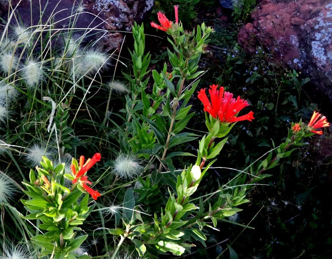 Scarlet bouvardia (Bouvardia ternifolia, Linnaea 26: 98 (1854))