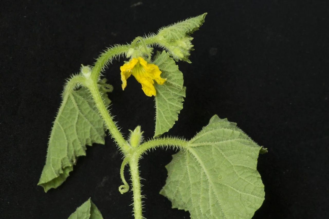 West indian gherkin (Cucumis anguria, Sp. pl. 2:1011. 1753)