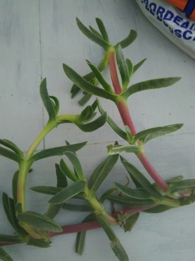 Oppositeleaf russian thistle (Salsola soda, L. (1753). In: Sp. Pl.: 223.)