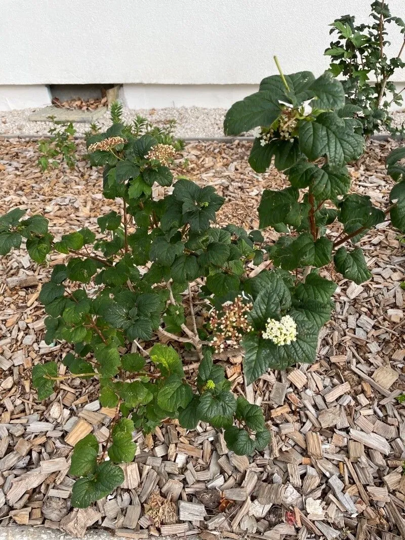 Linden viburnum (Viburnum dilatatum, J. A. Murray, Syst. veg. ed. 14:295. 1784 May-Jun (Fl. jap. 124. 1784 Aug))