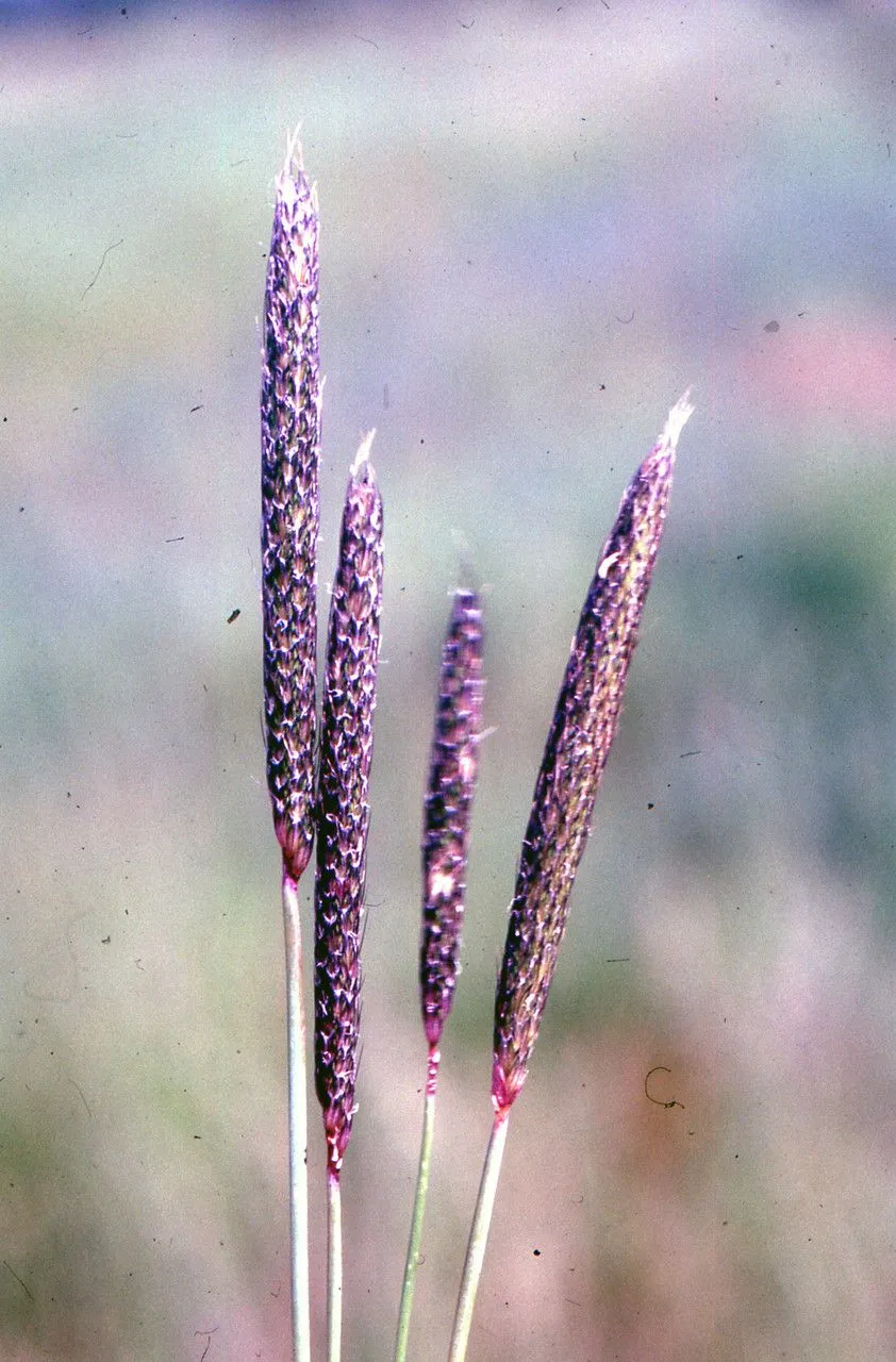 Bulbous foxtail (Alopecurus bulbosus, Hortus Monsp.: 37 (1762))