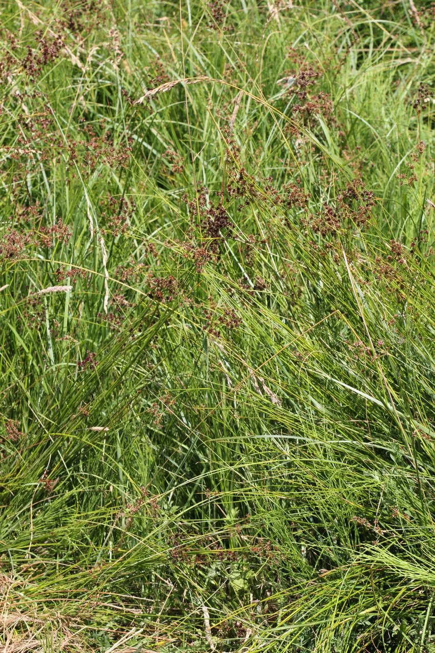 Sharpflower rush (Juncus acutiflorus, Deutschl. Fl. Bot. Taschenb. 1: 125 (1791))