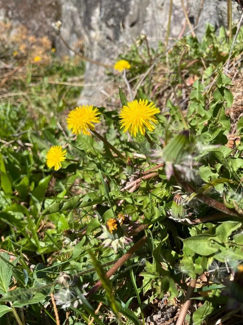 Orange-tipped dandelion (Taraxacum obliquilobum, Ark. Bot. 9(10): 46 (1910))