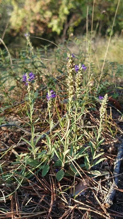 Spiked speedwell (Veronica spicata, Sp. Pl.: 10 (1753))