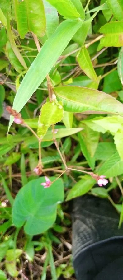 American tearthumb (Persicaria sagittata, Beih. Bot. Centralbl. 37(2): 113 (1919))