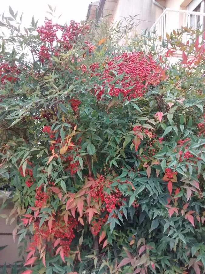 Chinese-bamboo (Nandina domestica, Nov. Gen. Pl.: 14 (1781))