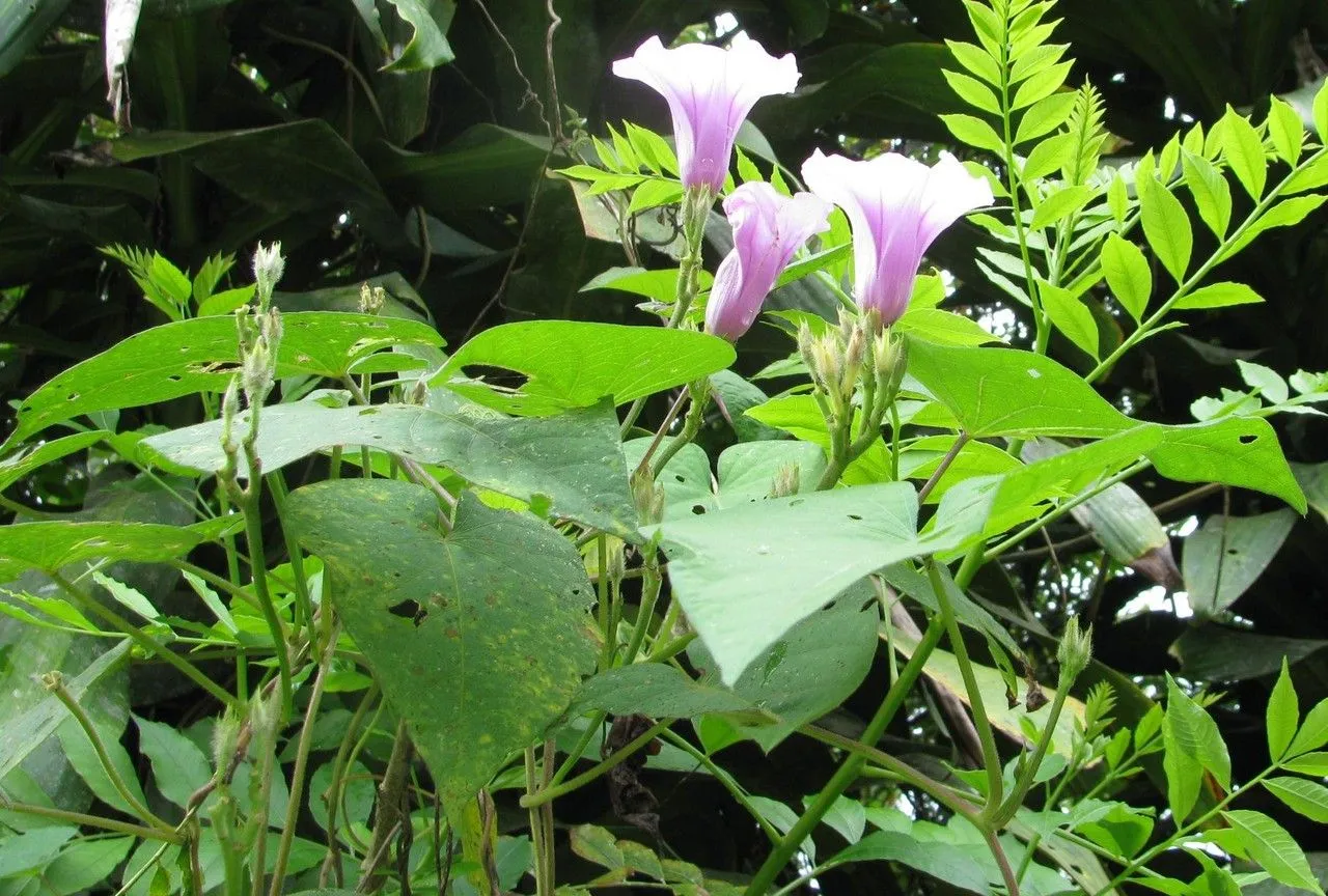 Tie-vine morning glory (Ipomoea trifida, Gen. Hist. 4: 280 (1837))