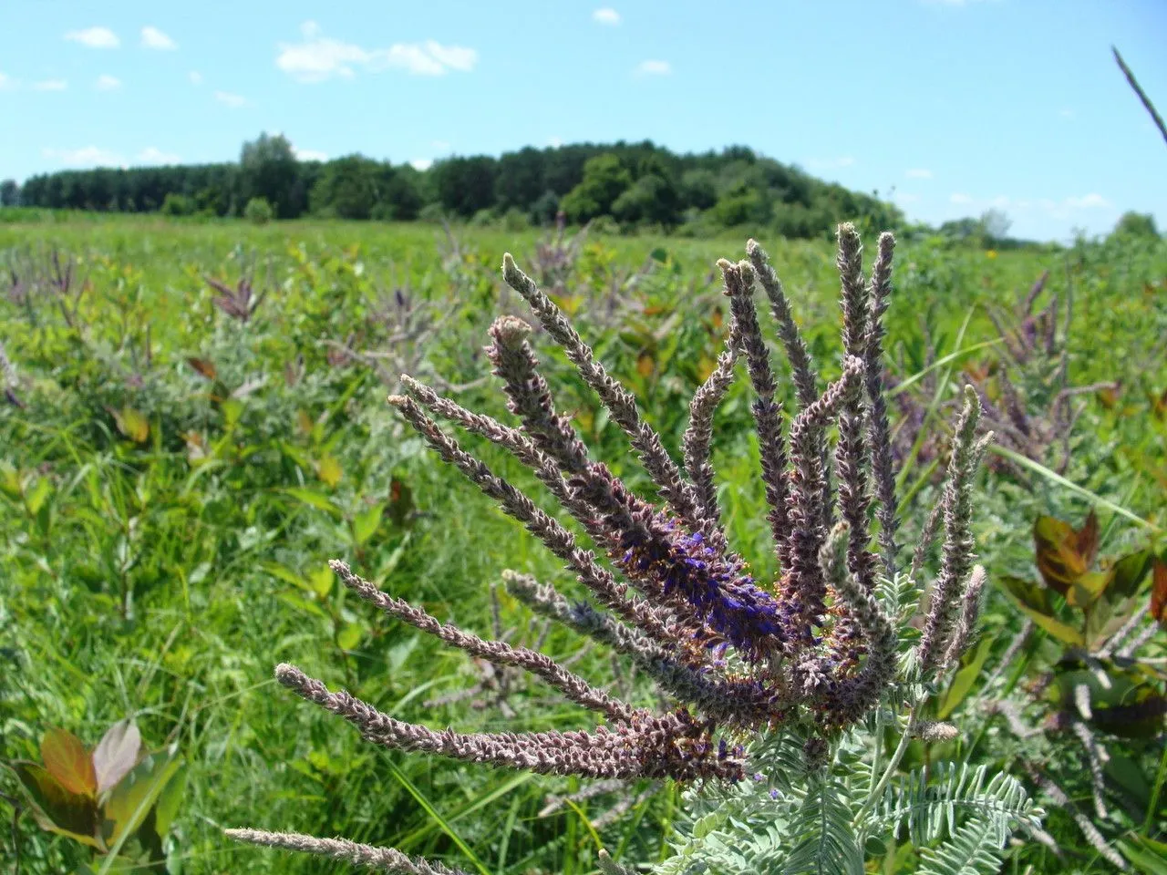 Leadplant (Amorpha canescens, Fl. Amer. Sept. 2: 467 (1813))