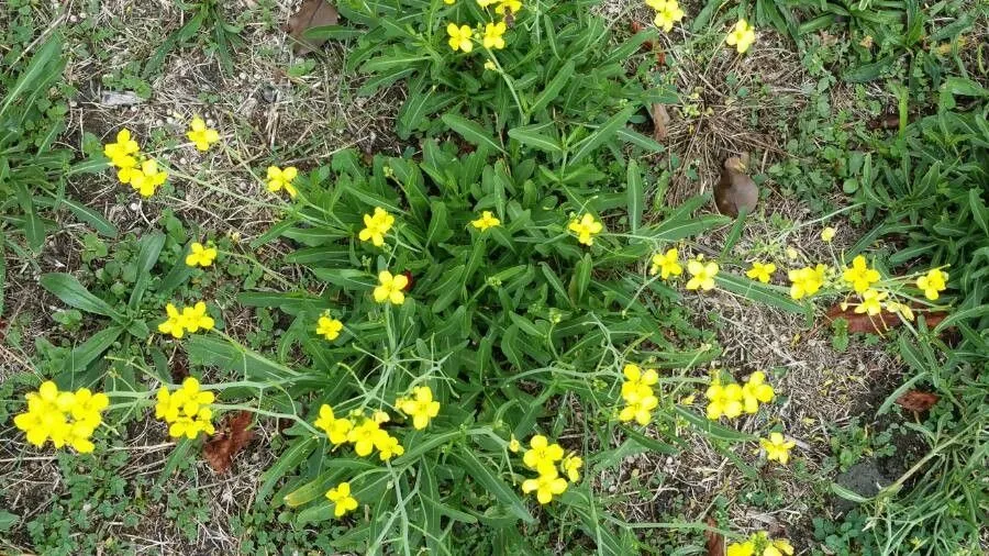 Lincoln’s-weed (Diplotaxis tenuifolia, Syst. Nat. 2: 632 (1821))