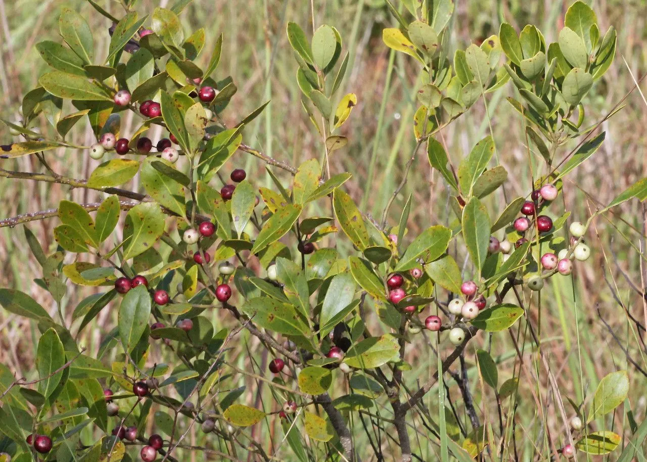 Appalachian-tea (Ilex glabra, Manual, ed. 2: 264 (1856))