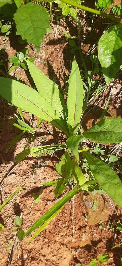 Indian lettuce (Lactuca indica, Mant. Pl.: 278 (1771))