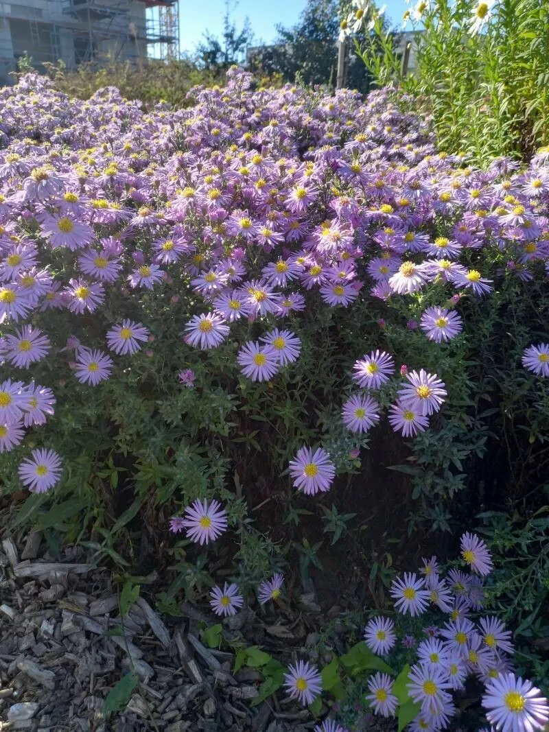 Bushy aster (Symphyotrichum dumosum, Phytologia 77(3): 280 (1995))