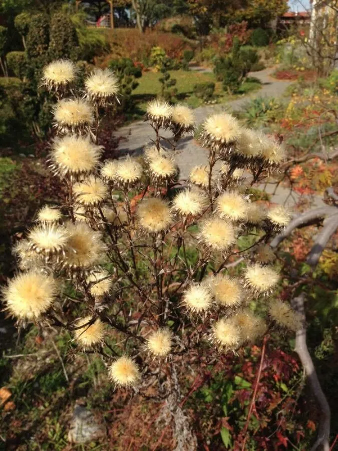 Carline thistle (Carlina vulgaris, Sp. Pl.: 828, errata [1231] (1753))