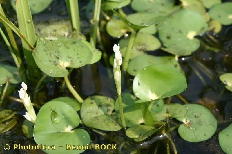 Mud plantain (Heteranthera reniformis, Fl. Peruv. 1: 43 (1798))