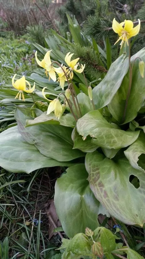 Avalanche-lily (Erythronium grandiflorum, Fl. Amer. Sept. 1: 231 (1813))