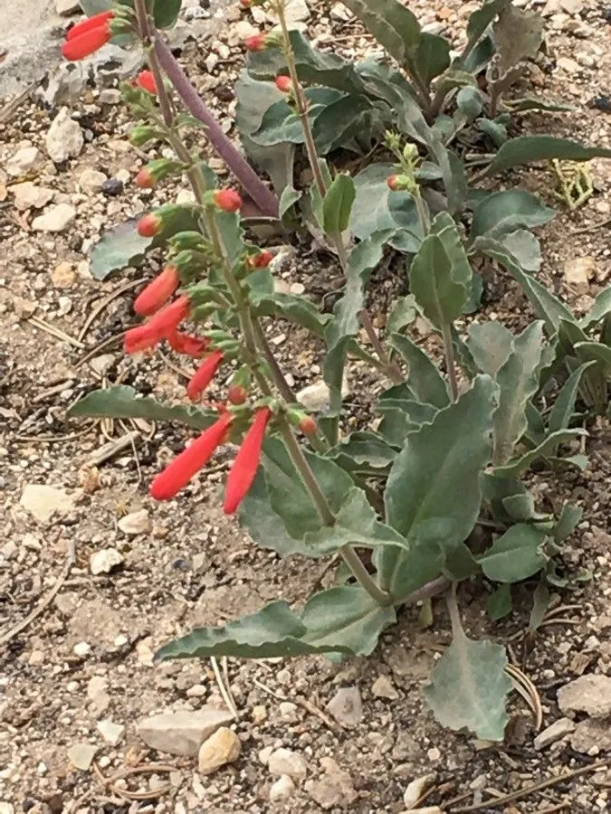 Eaton’s penstemon (Penstemon eatonii, Proc. Amer. Acad. Arts 8: 395 (1872))